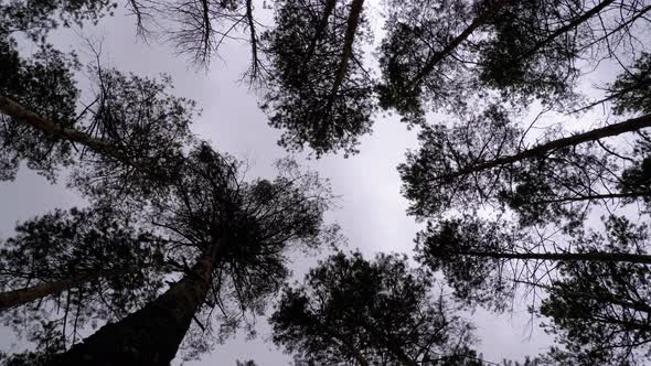 Dark Creepy Forest. Bottom View of Tree Trunks and Branches Against a Stormy Sky