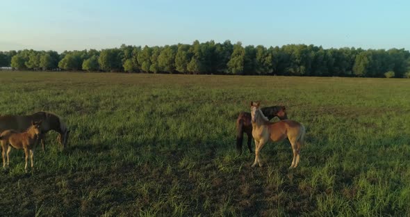 Orbit shot with drone of horses in the field on sunrise