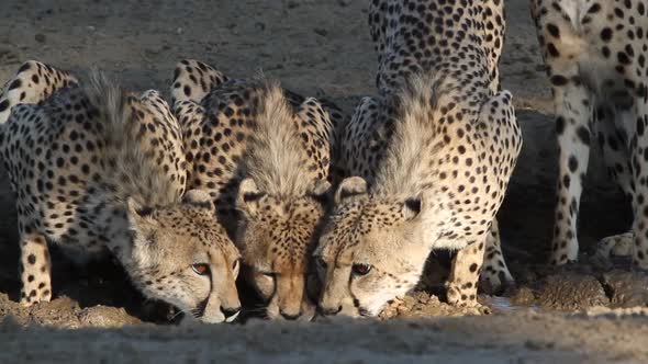 Cheetahs Drinking Water - South Africa