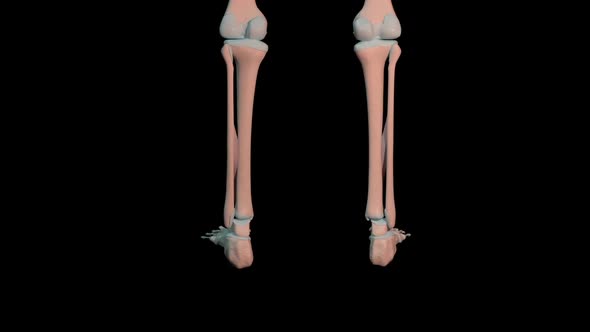 Extensor Hallucis Longus Muscles Full Roration Loop