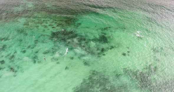 Dolphins Playing in the water near a rocky beach in South Australia