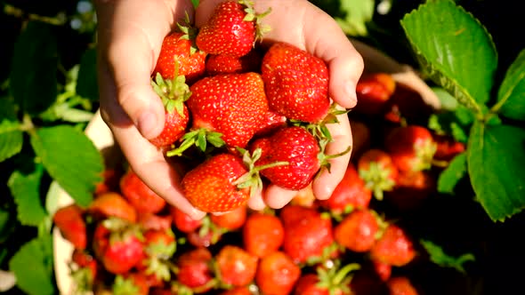 A Child Harvests Strawberries in the Garden