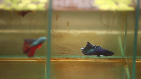 Siamese fighting fish swimming aggressively in their tiny little tanks. They are clearly trying to s