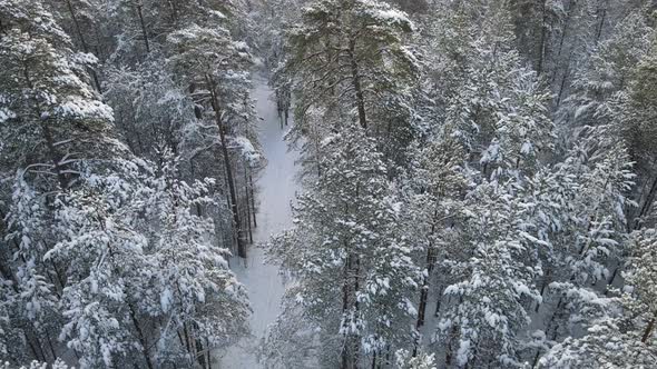 Winter forest with snow