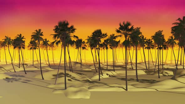 Summer Palm Sunset 03 Hd 