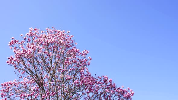 Garden Magnolia Blossoming Tree with Flowers Spring Garden