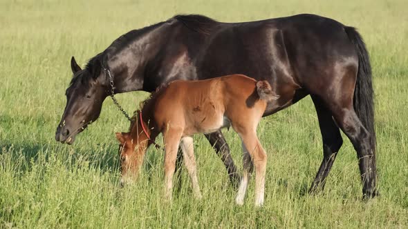 Family of Horses Stallions Foal and Mares Graze on a Green Field on a Sunny Summer Day