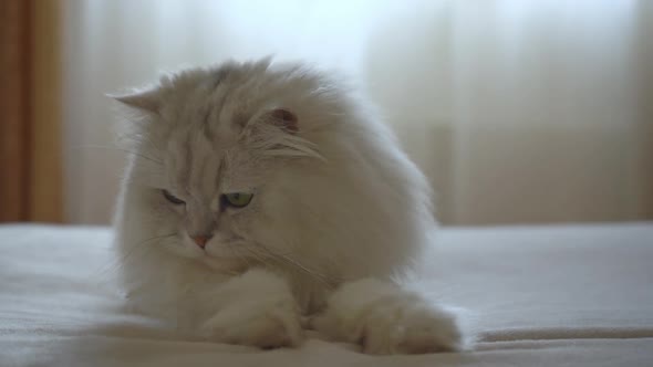 A Cute Domestic Persian Silver Chinchilla is Hunting on the Bed in the Room in a Playful Mood