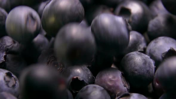 Super Closeup of Large Appetizing Blueberries Falling Down