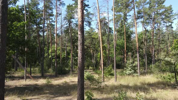 Trees in the Forest During the Day