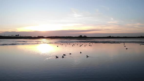 Many birds relaxing on beautiful calm lake during sunset. Aerial drone footage. Slowmo