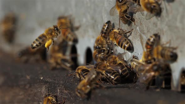 Bees flying around the hive