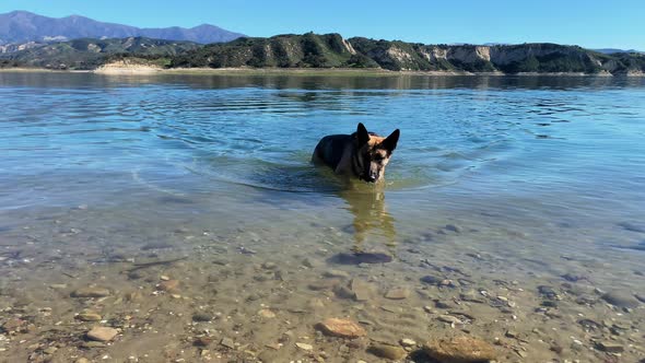 German Shepherd dog playing fetch and swimming in Lake Cachuma clear water