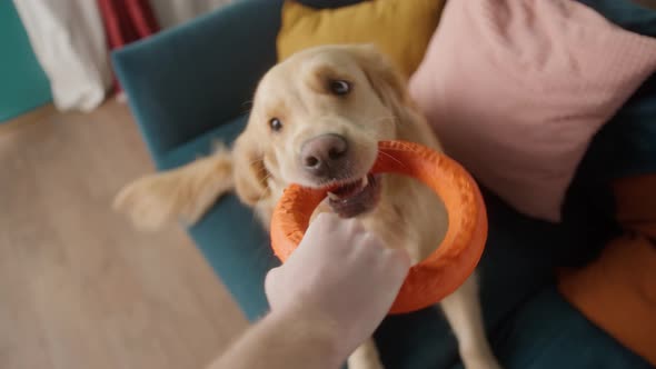 Positive Man Playing with His Golden Retriever Dog at Home Happy Student Live with His Pet Cozy Home