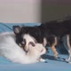 two cute lap dogs white and black color play bite happy fun together on sofa couch - VideoHive Item for Sale