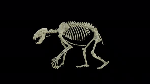 Grizzle Bear Skeleton