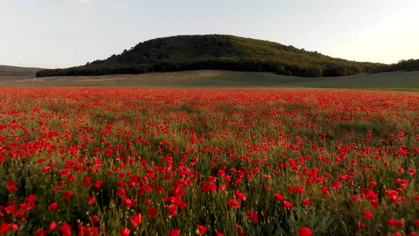 Flight Over Field of Red Poppies at Sunset