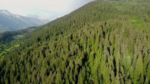 Mountain and forest aerial view