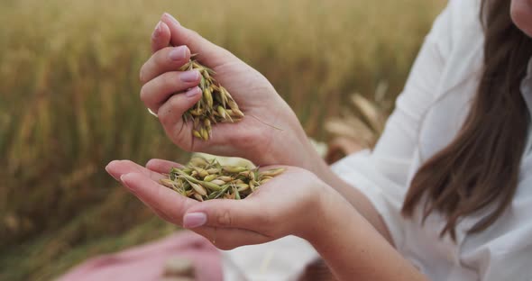 Сlose-up of Female Hands Pouring a Handful of Wheat Grains