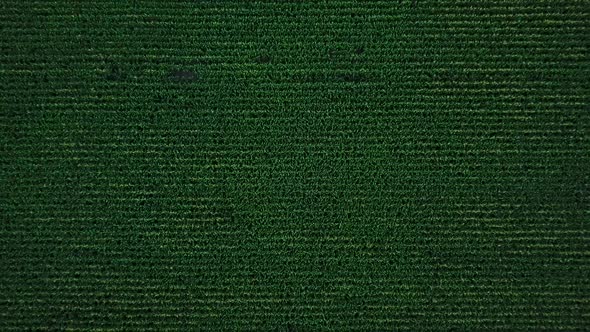 Aerial View of a Green Corn Field