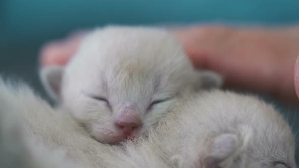 Beige Burmese Kitten One Week Old Close Up