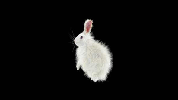 Rabbit Dancing HD