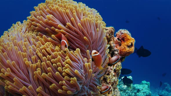 Sea Anemones and Clownfish