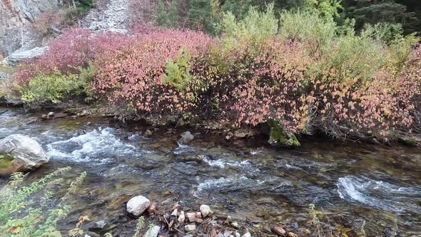 Panning view of Swift Creek during colorful Autumn colors in Wyoming