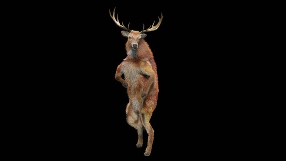 59 Deer Dancing HD