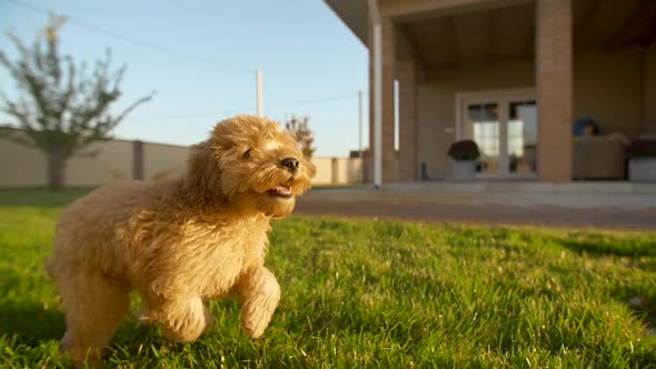 Toy Poodle Running on the Grass at Sun Slow Motion 200Fps