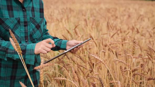A Woman Farmer with a Tablet Works in a Wheat Field, She Monitors the Growth of a Healthy Crop