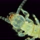 Newly Born Relic Insect Nymph Embia Savignyi Under a Microscope - VideoHive Item for Sale