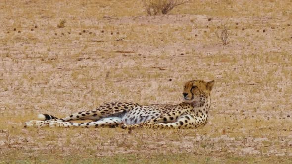 Cheetah Lies Down On The Field And Looks Around In Blistering Heat Of The Day In South Africa.  -wid