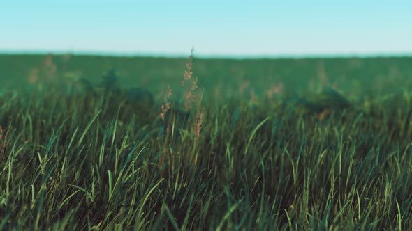 Green Fresh Grass As a Nice Background