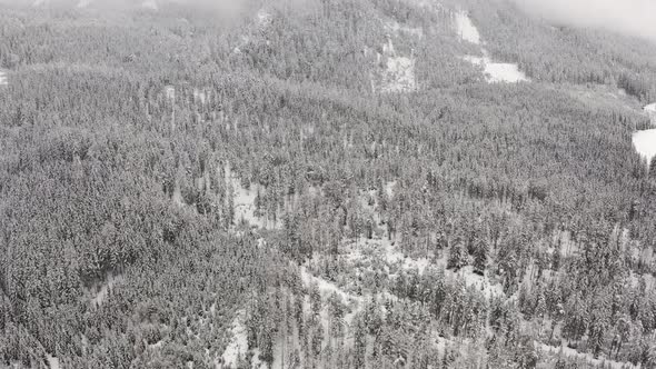 Flight Above Winter Forest in Austria Top View