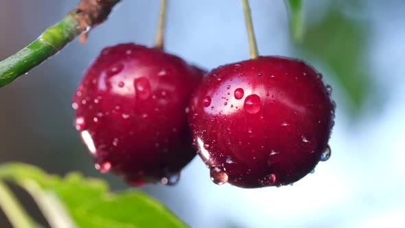 Close Up of a Pair of Red Ripe Cherries on a Tree in a Summer Day After the Rain