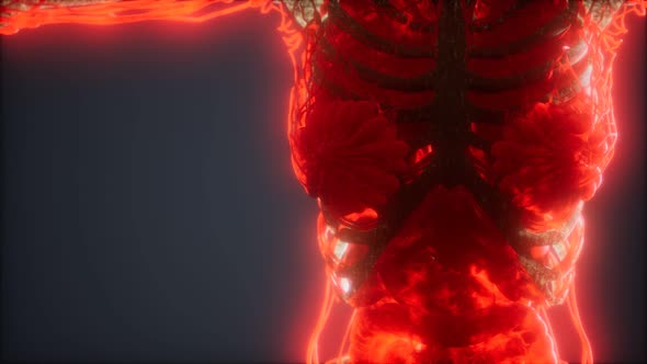 Colorful Human Body Animation Showing Bones and Organs