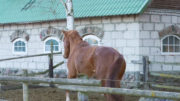 Slow Motion Horses Playing with Each Other One Bit the Other