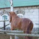 Slow Motion Horses Playing with Each Other One Bit the Other - VideoHive Item for Sale
