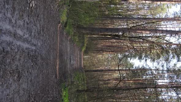 Vertical Video of a Road in the Forest Slow Motion