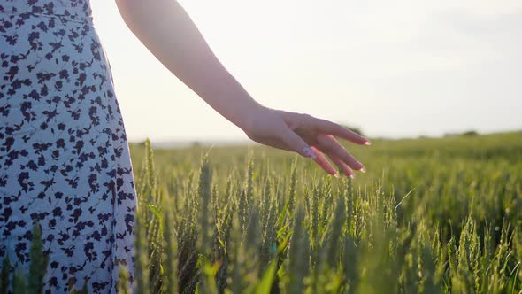 Female Hand Moving Through Green Field Touching Wheat During Sunset