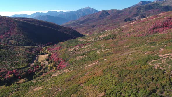 Aerial view of Fall color over forest