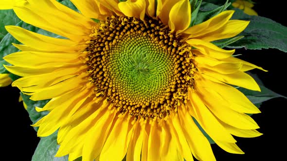 Yellow Sunflower Head Blooming in Time Lapse