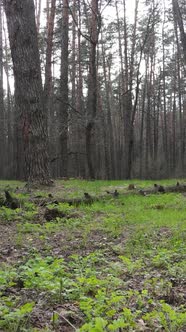 Vertical Video of Beautiful Forest Landscape Aerial View