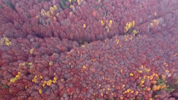 Forest In Autumn Aerial View