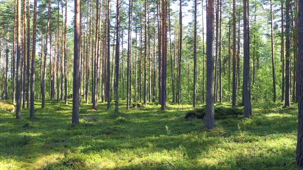 Summer forest