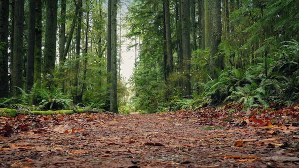 Moving On Path Through The Forest