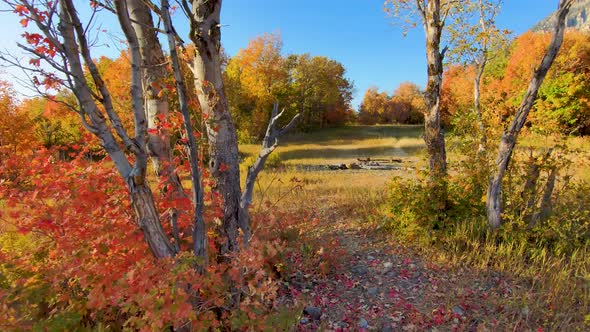 Flying close between two trees in a forest meadow displaying vivid autumn and fall colors and over a