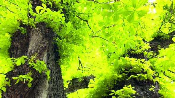 Trunk and Green Foliage of a Chestnut Viewed From the Bottom Up