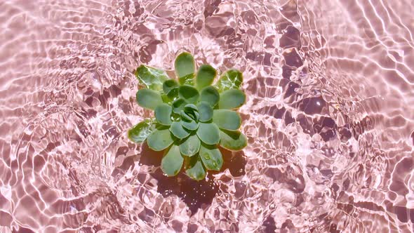 Slow Motion of Falling Green Succulent on Water Surface and Diverging Circles of Water on Pink